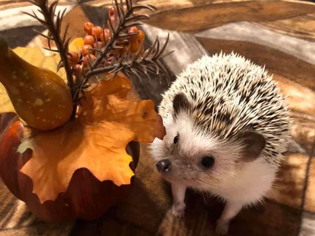 Fall Hedgehog puzzle online from photo