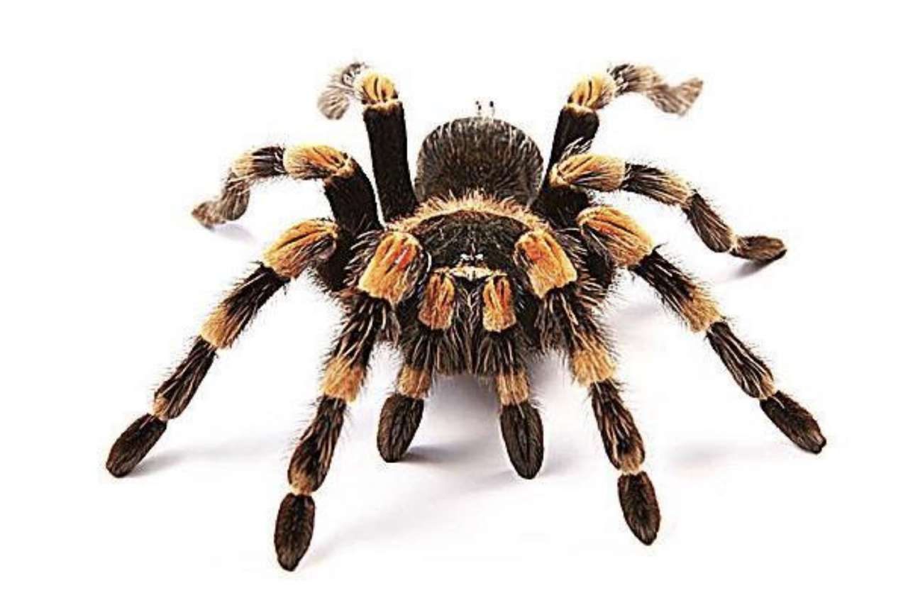 spindel i bitar pussel online från foto