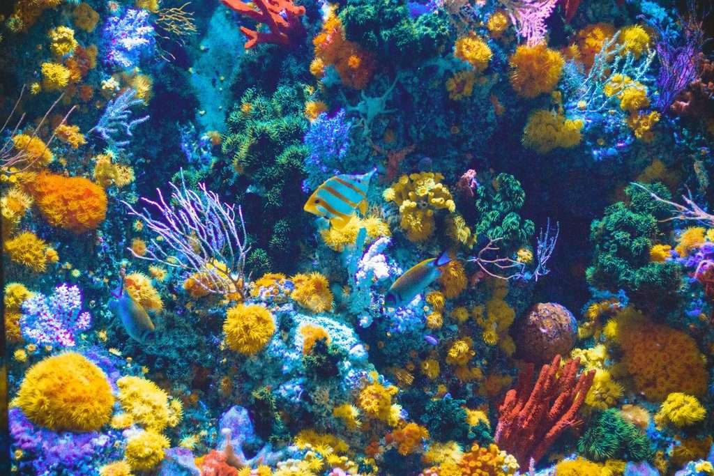 Récif de corail puzzle en ligne à partir d'une photo