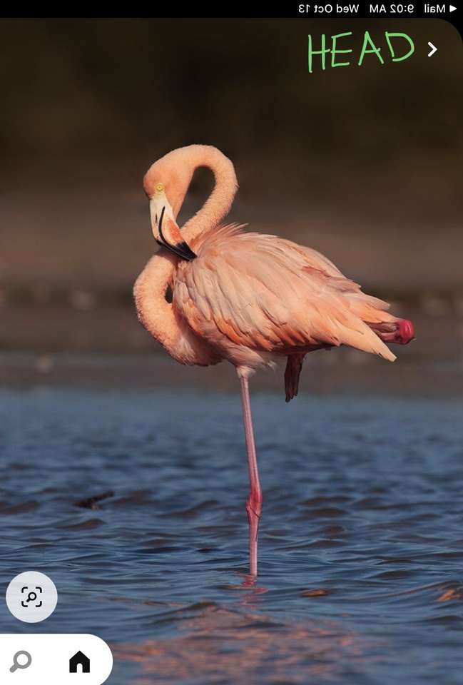 Flamingo online puzzle