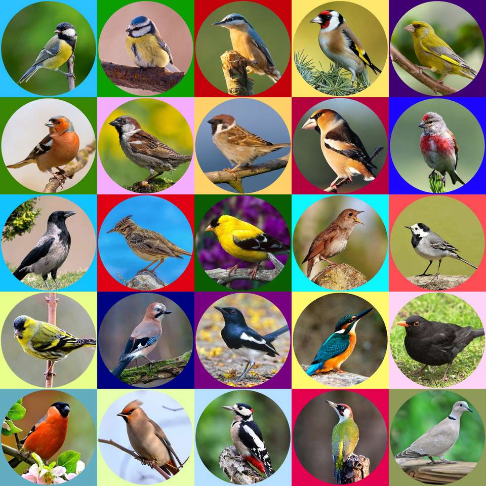 Πουλιά... παζλ online από φωτογραφία