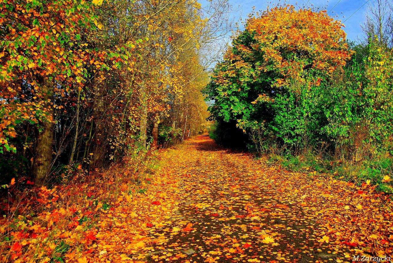 GOLD HERBST Online-Puzzle vom Foto