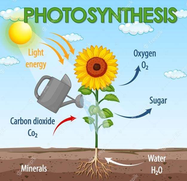 Fotosynthese puzzel online van foto