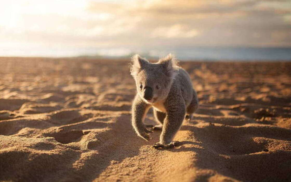 Koala puzzle online da foto