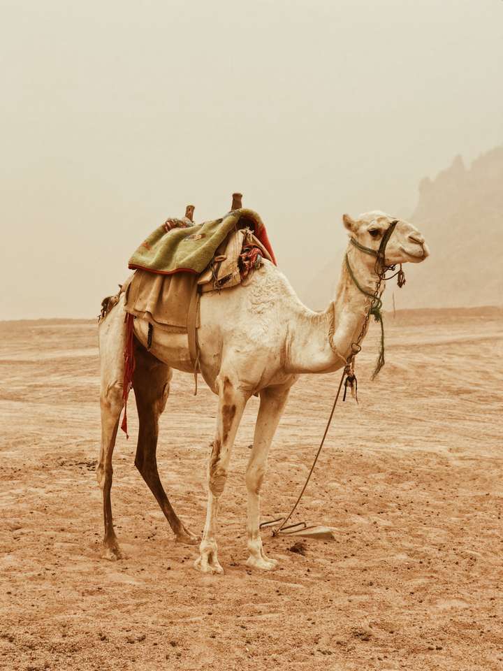 En kamel i öknen pussel online från foto
