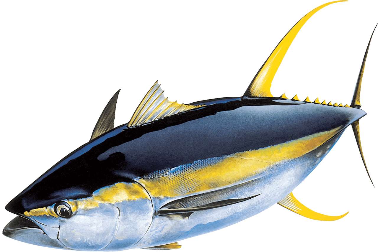 желтоперый тунец пазл онлайн из фото