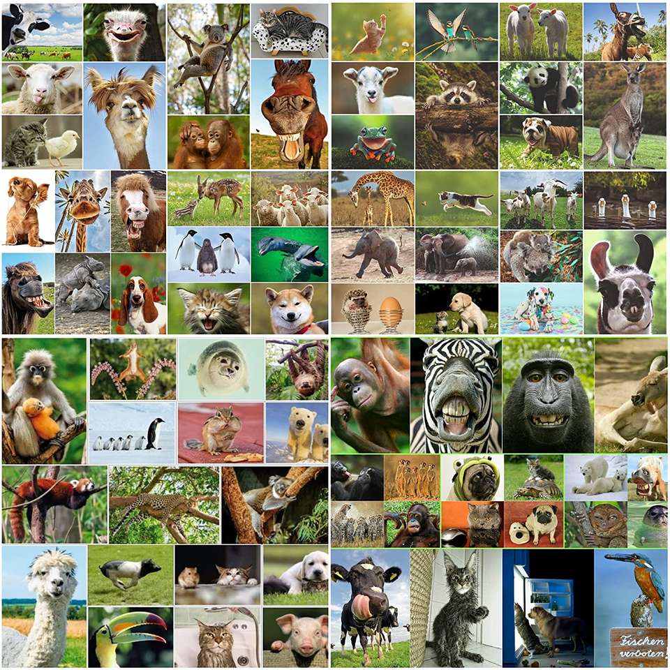 Pets puzzle online from photo