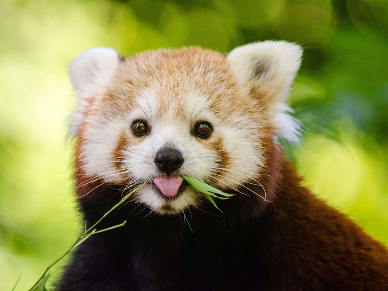 червена панда онлайн пъзел от снимка