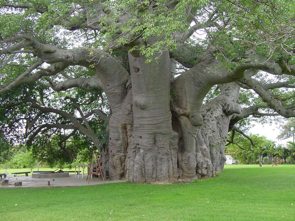 Το μεγαλύτερο Baobab online παζλ
