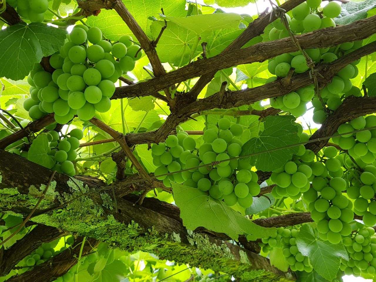 Zöld szőlő Minas Geraisból online puzzle