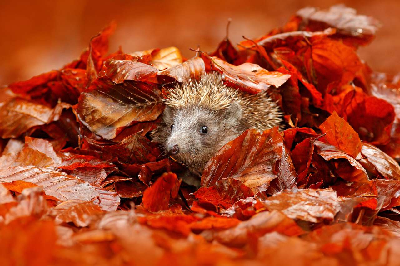 Podzimní oranžové listí s ježkem online puzzle
