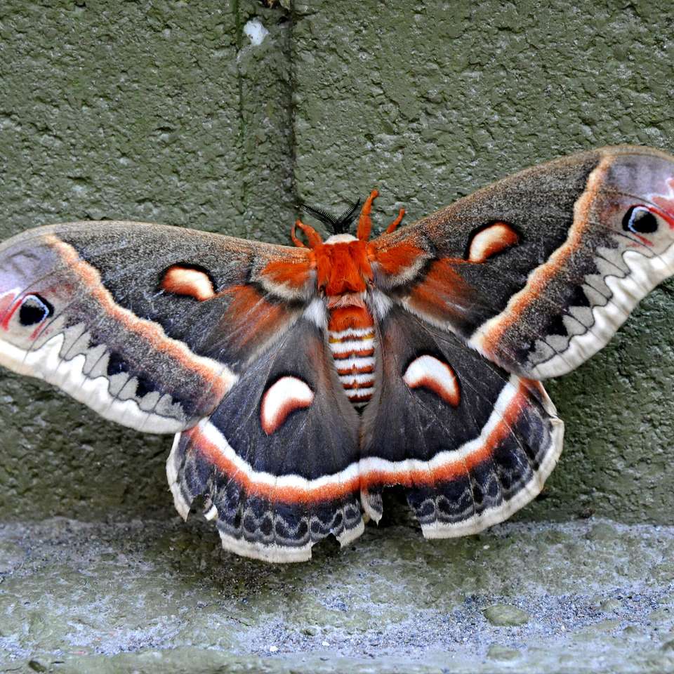 moth of the world puzzle online from photo
