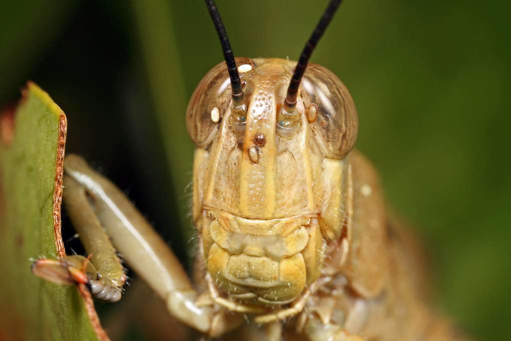 gräshoppa pussel online från foto