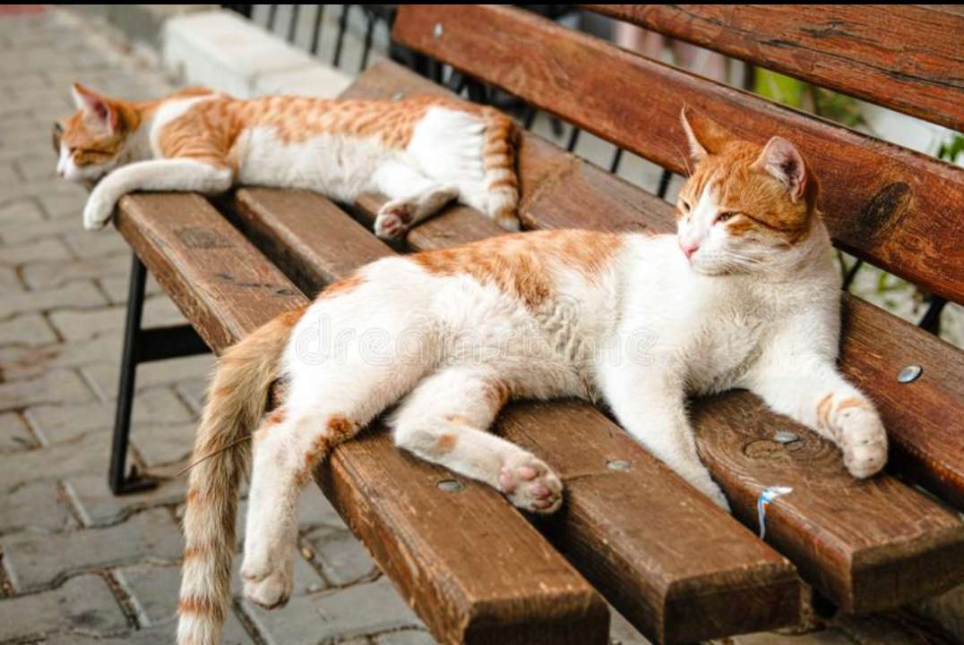 2 oranje katten op bankje puzzle online a partir de fotografia