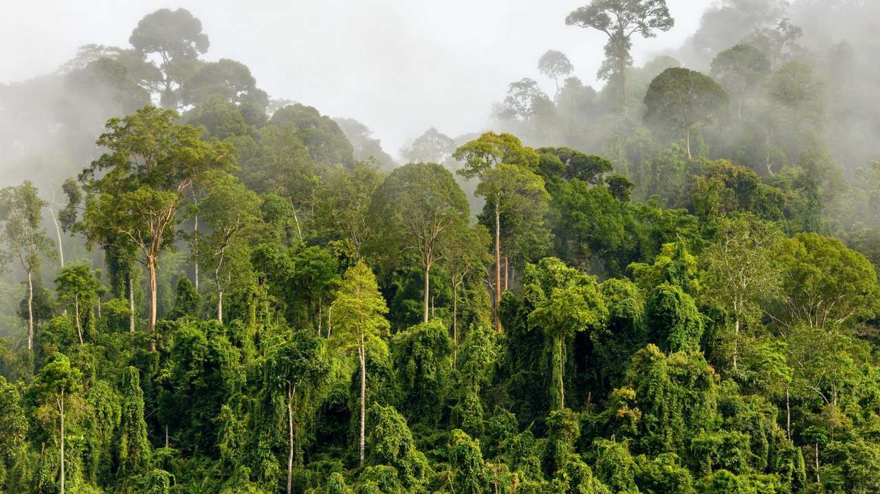 trópusi esőerdő Pussel online