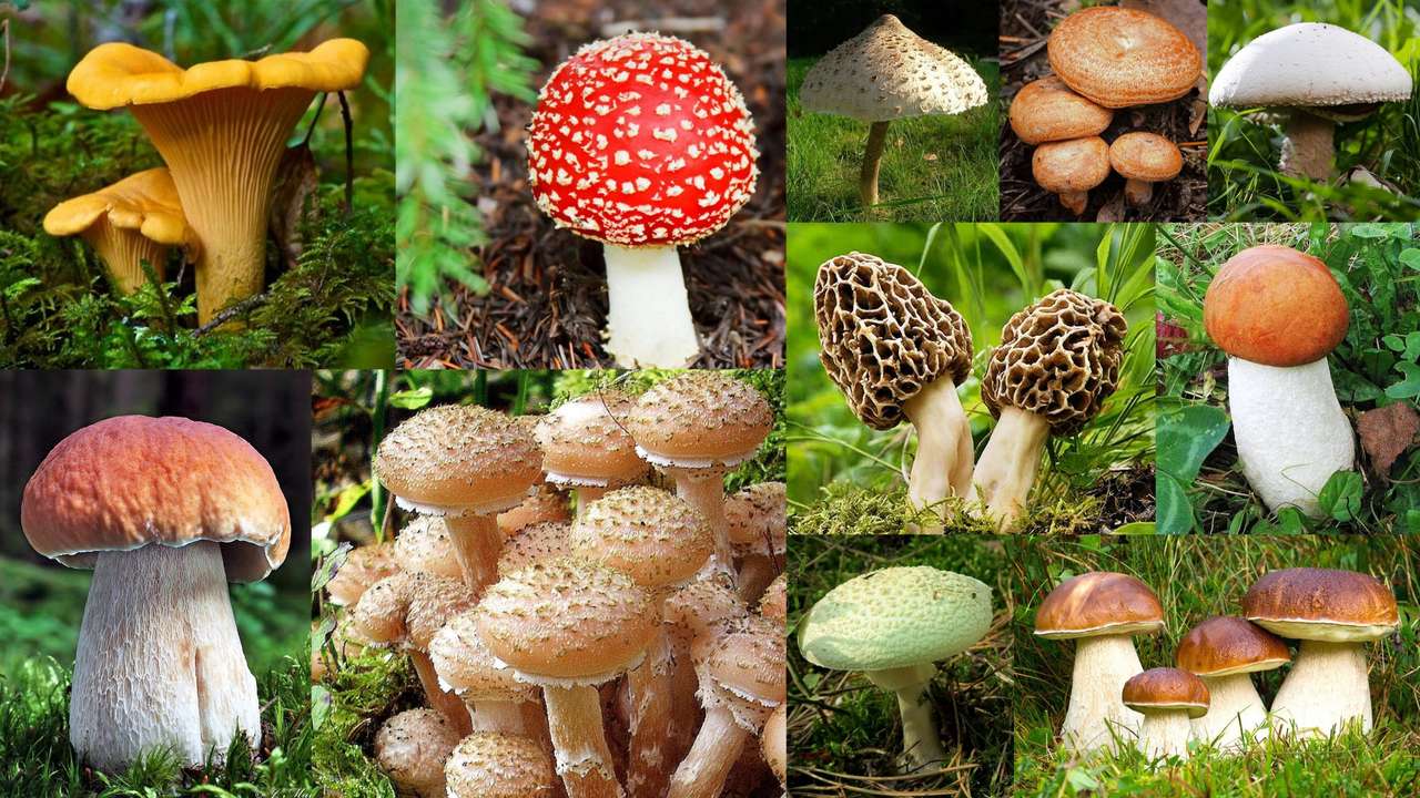 Mushrooms... online puzzle