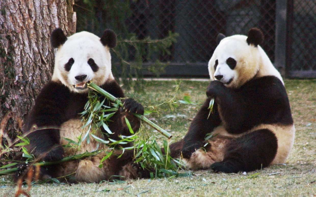 Grote panda online puzzel