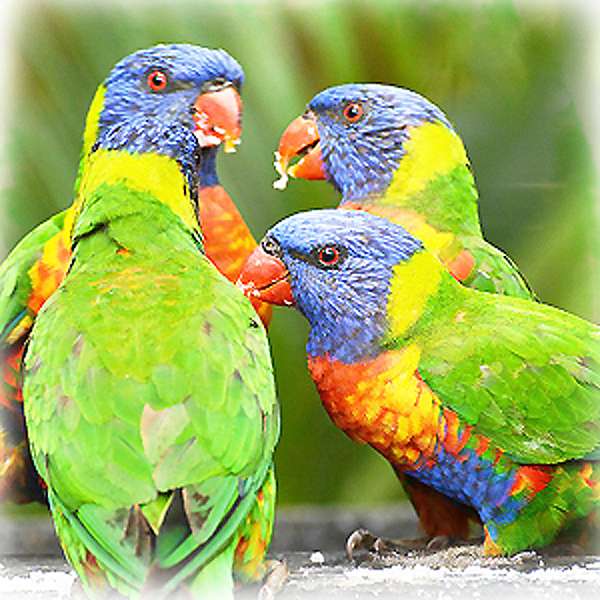 Lori papegojor pussel online från foto