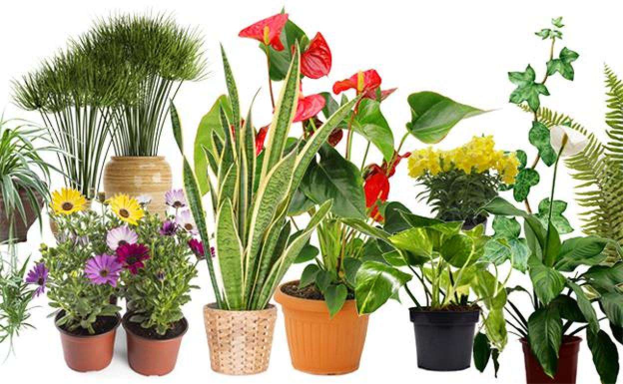 Χαρακτηριστικά φυτών παζλ online από φωτογραφία