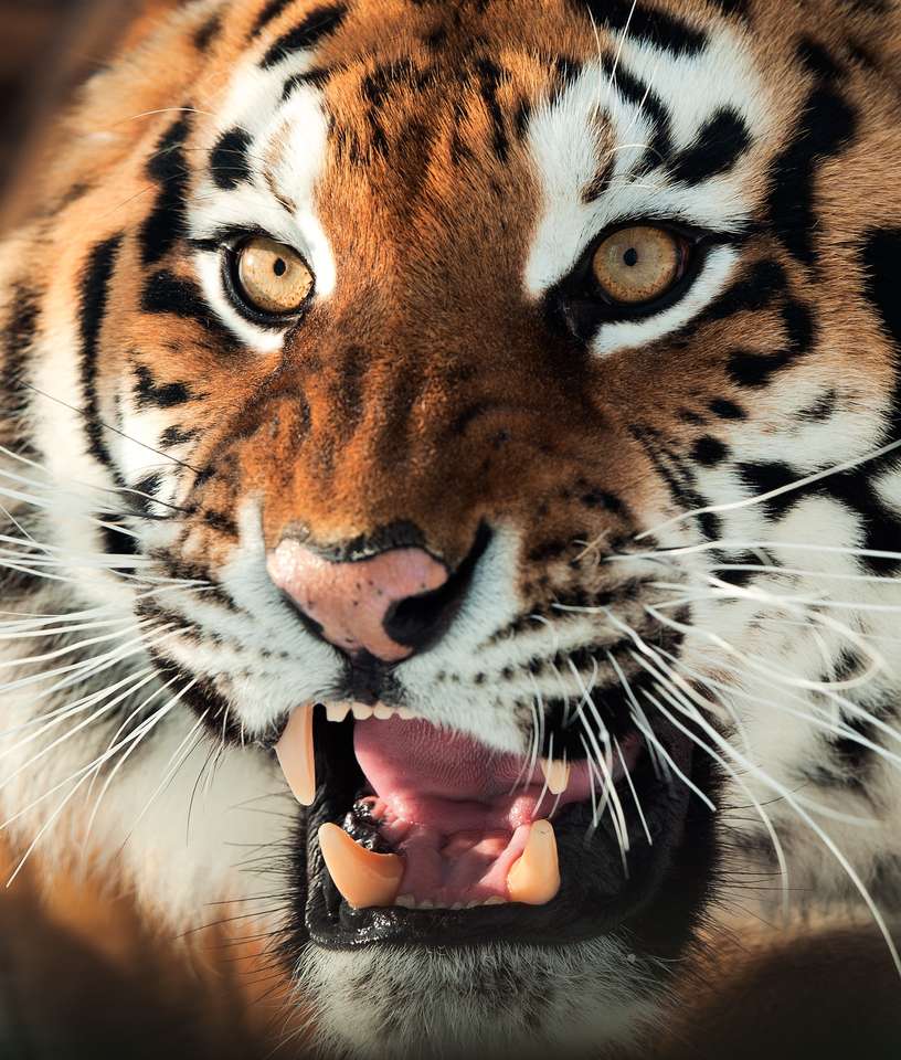 O tigre siberiano Panthera tigris altaica puzzle online a partir de fotografia