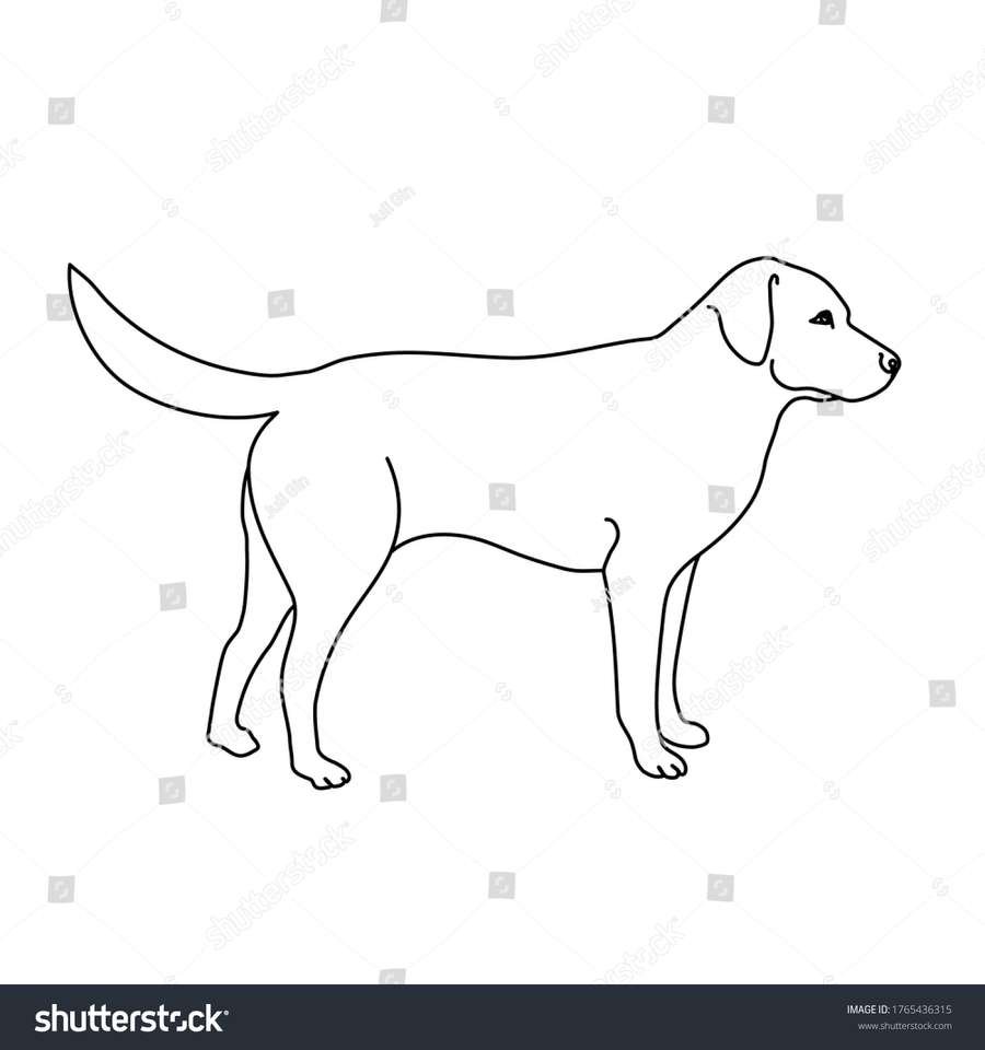 Labrador puzzle online from photo