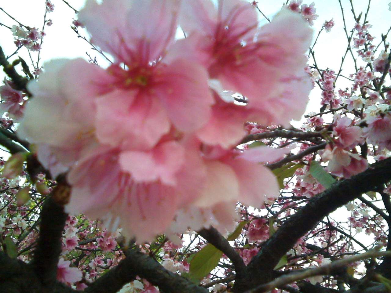 Flor de cerezo en plena floración rompecabezas en línea