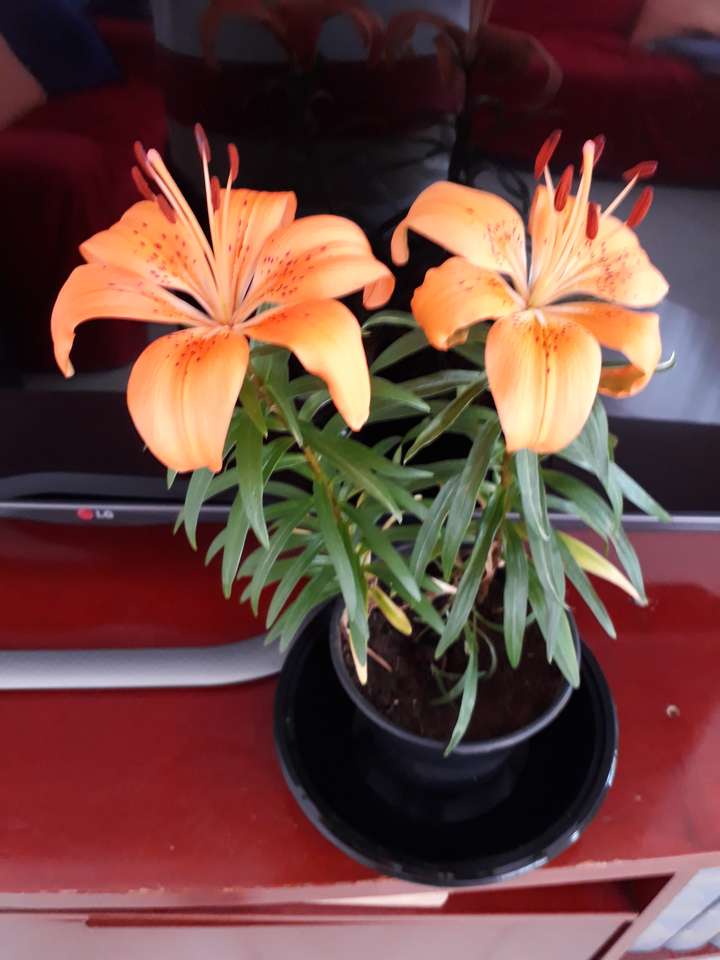 Квітка - подарунок до Дня матері скласти пазл онлайн з фото