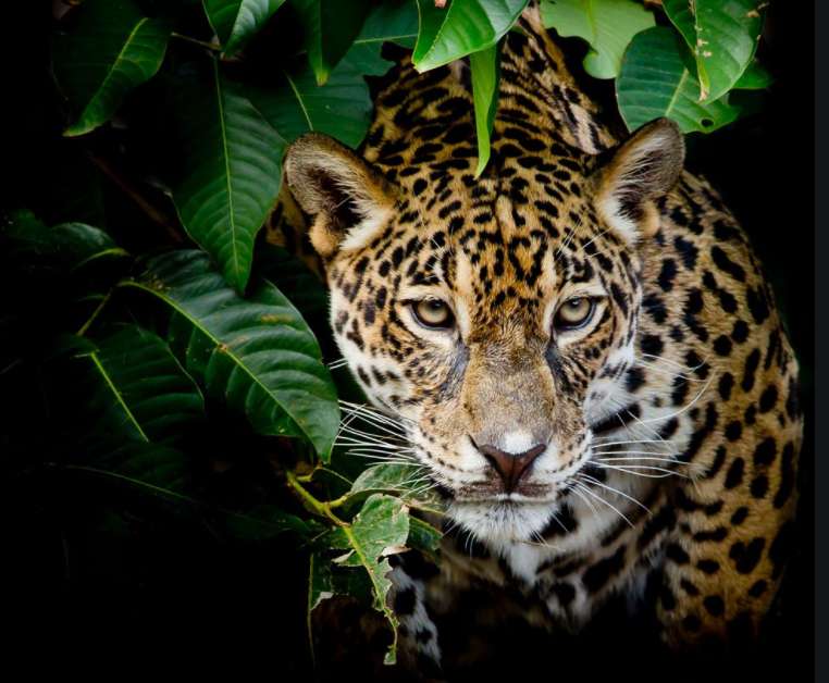 Jaguarens dag pussel online från foto