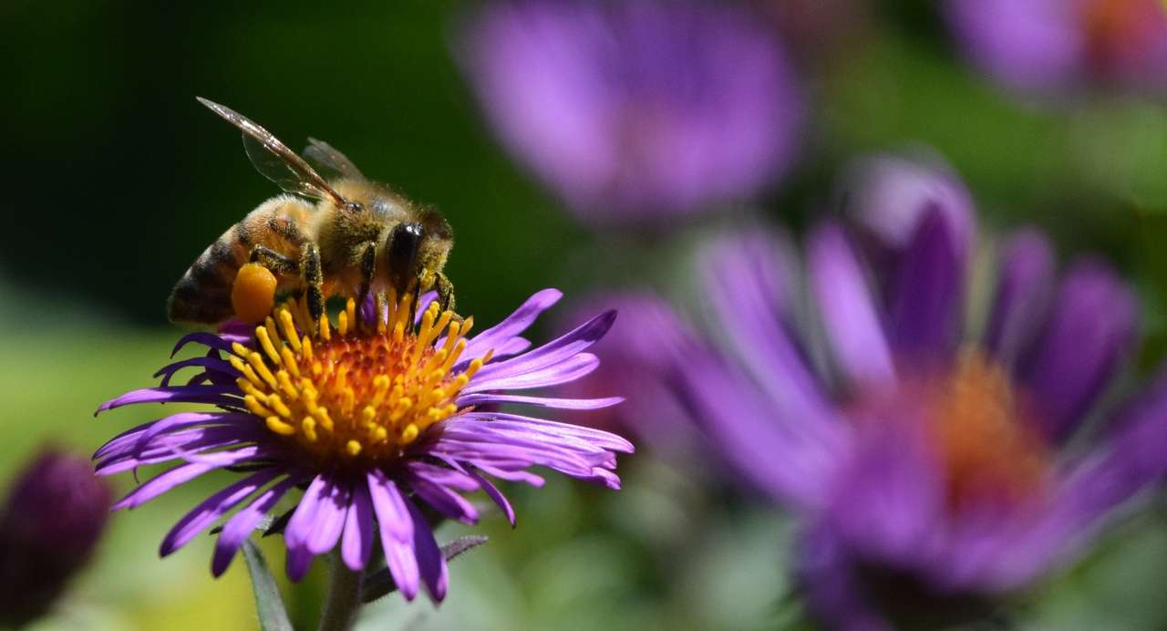 Пчелата на Катрин онлайн пъзел