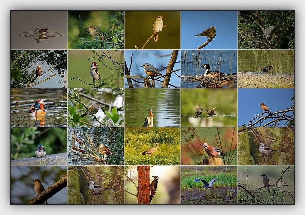птици... онлайн пъзел от снимка
