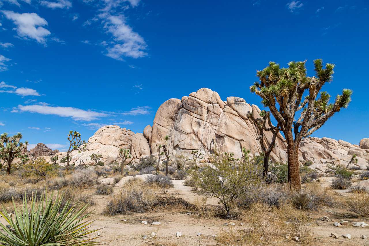 Joshua Trees in Joshua Tree National Park puzzle online from photo