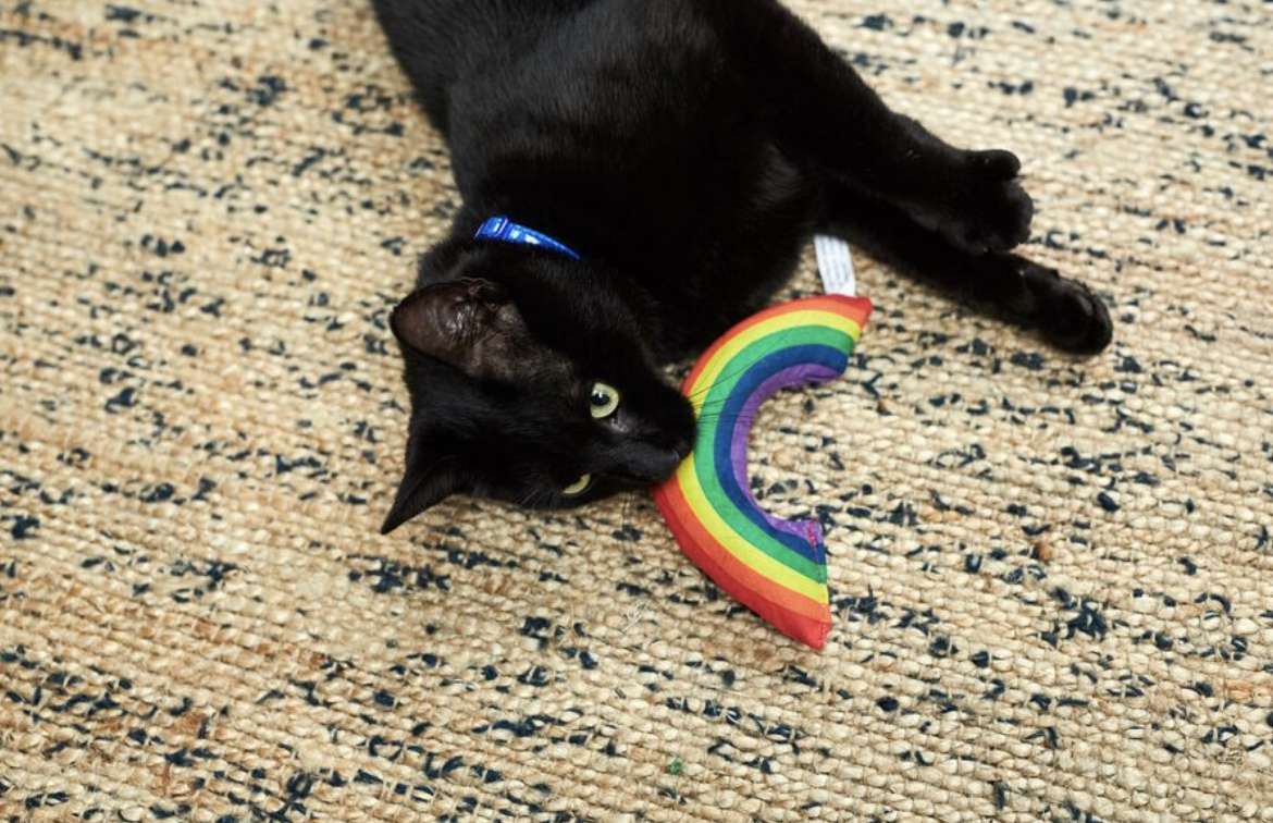 гей прайд котка :) онлайн пъзел