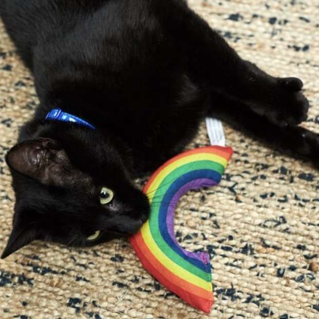 ? Gay-Pride-Kätzchen Online-Puzzle vom Foto