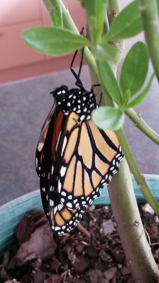 Бабочка монарх онлайн-пазл