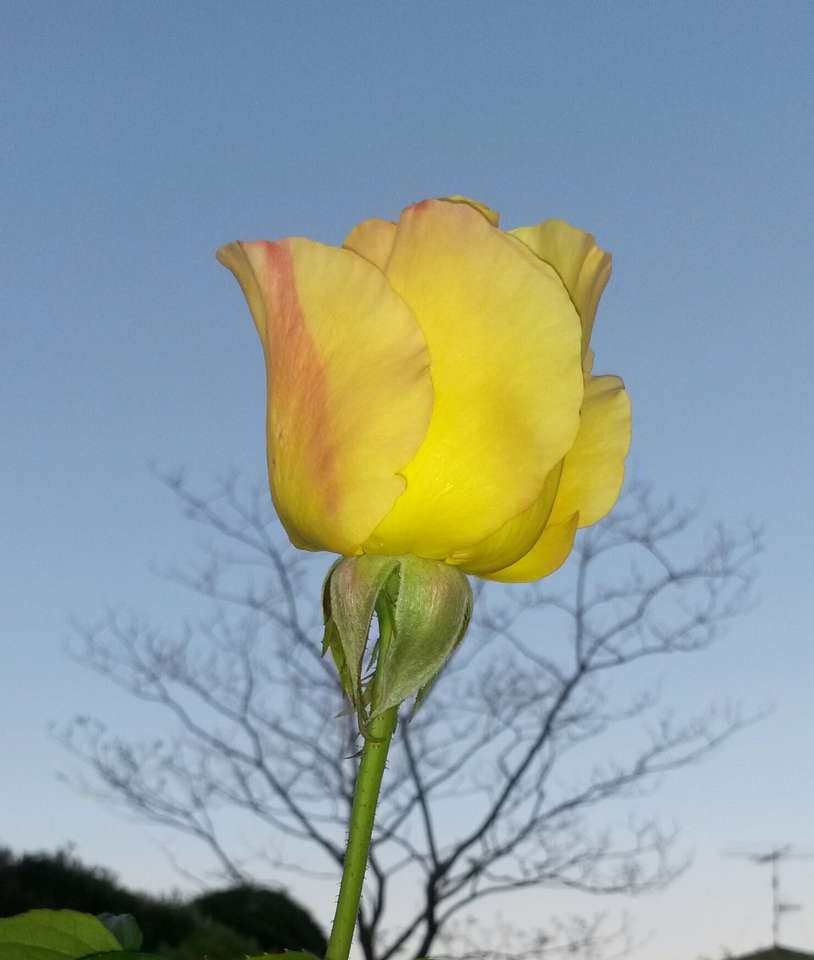 Une rose jaune puzzle en ligne à partir d'une photo
