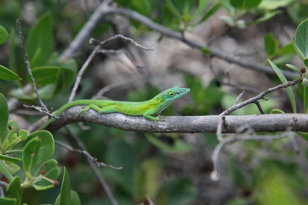 Green Anole puzzle online from photo