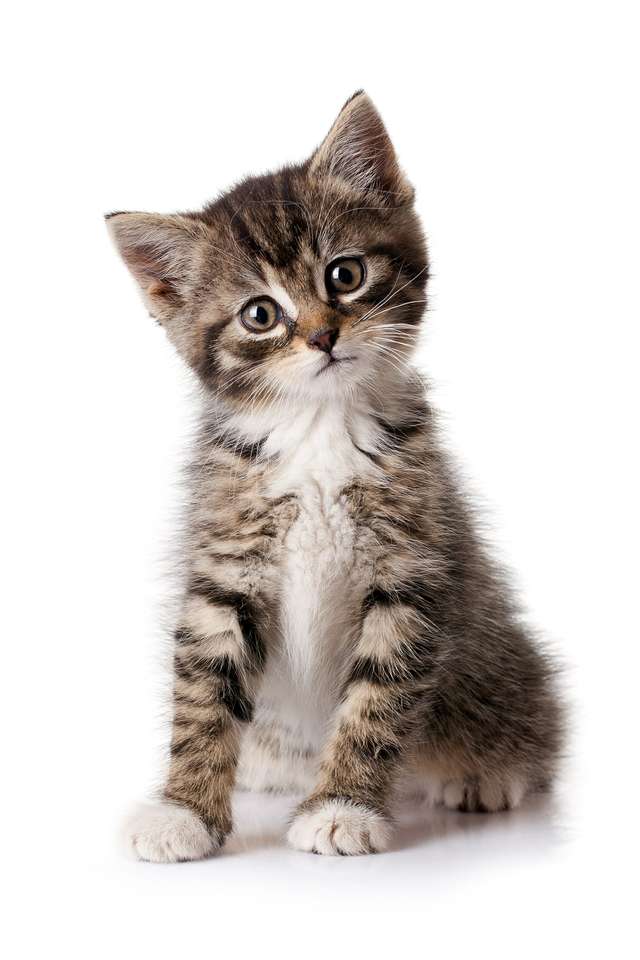 Головоломка кошеня скласти пазл онлайн з фото