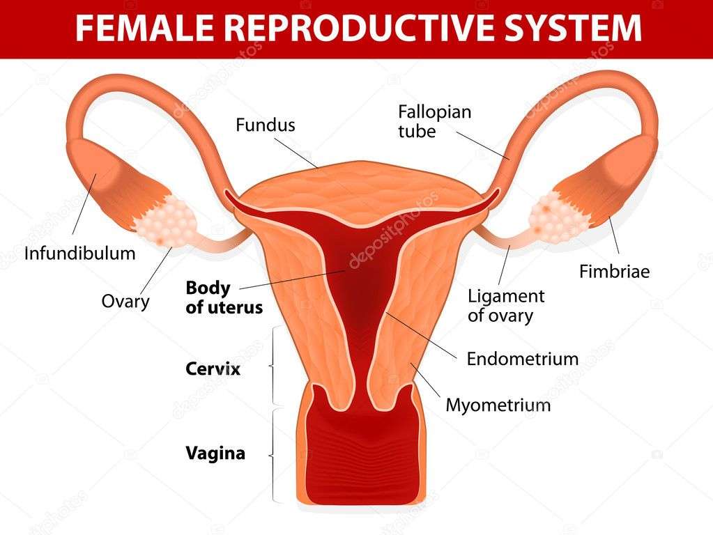 Ženské reprodukční online puzzle