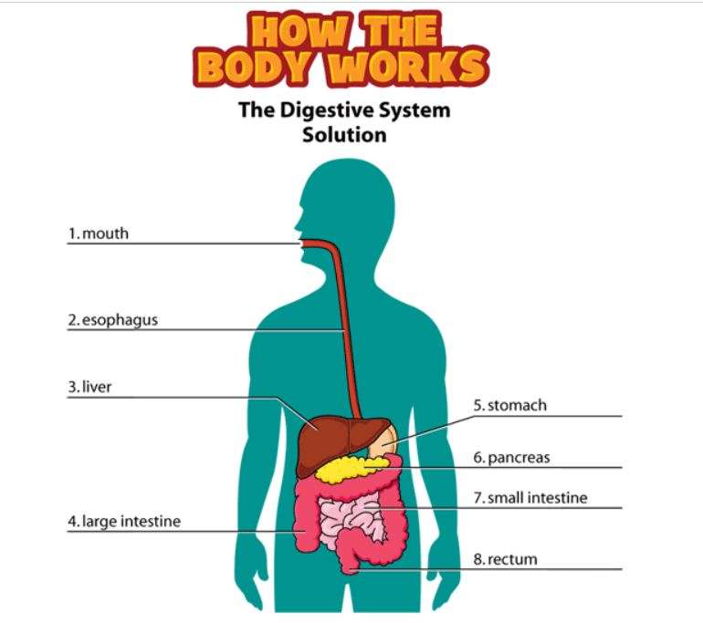 Sistema digestivo puzzle online a partir de foto