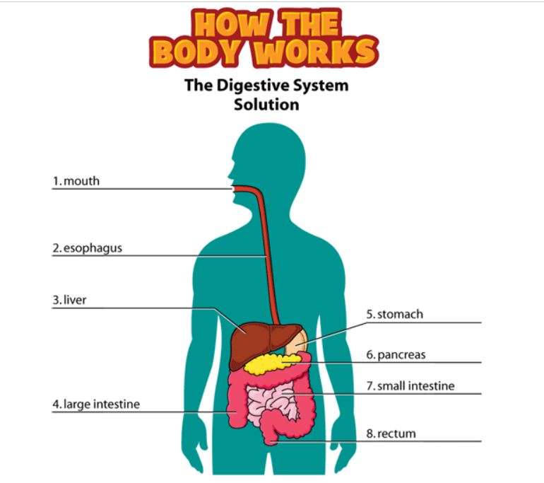 Пищеварительная система пазл онлайн из фото