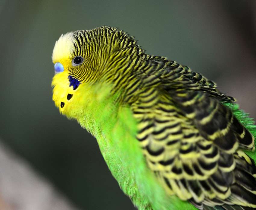 Budgie In the Wild puzzle online from photo