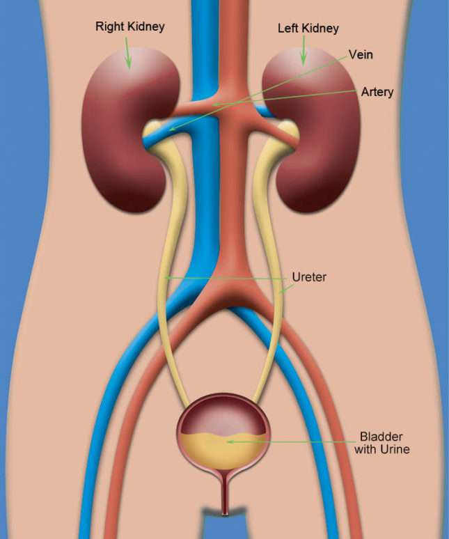 腎臓の部分 オンラインパズル