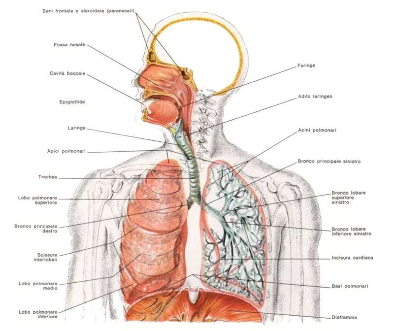 RESPIRATORY SYSTEM puzzle online from photo