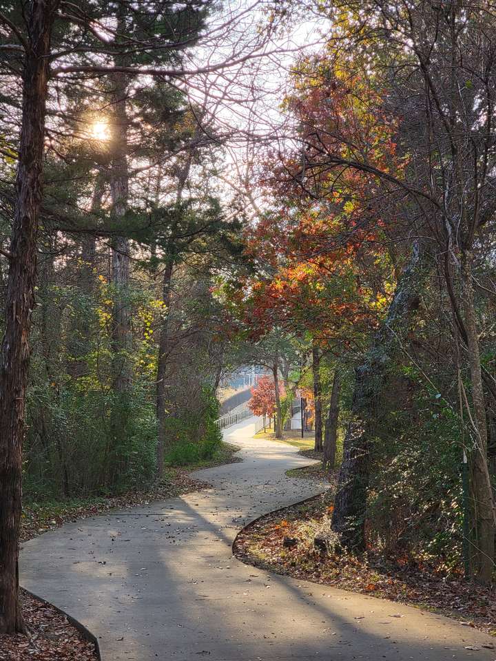 Осенний лес пазл онлайн из фото