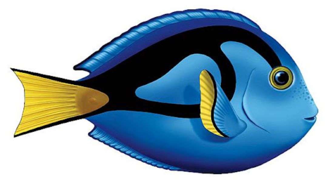 Blue Tang puzzle online from photo