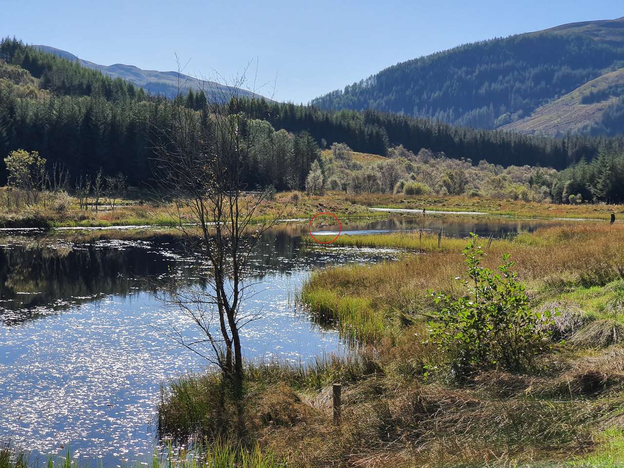 Lochan στο φυσικό καταφύγιο ξύλου Glencoe online παζλ