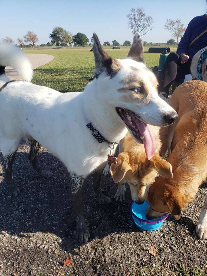 Chien préféré puzzle en ligne à partir d'une photo