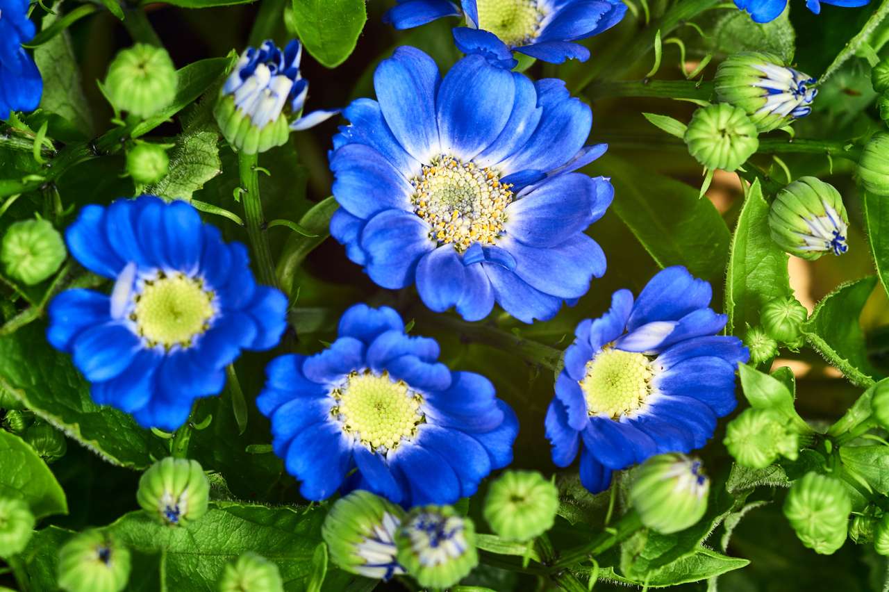 Detalj av blå blommor dekorativa - Senecio Pussel online