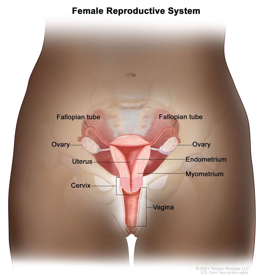 Female Anatomy puzzle online from photo