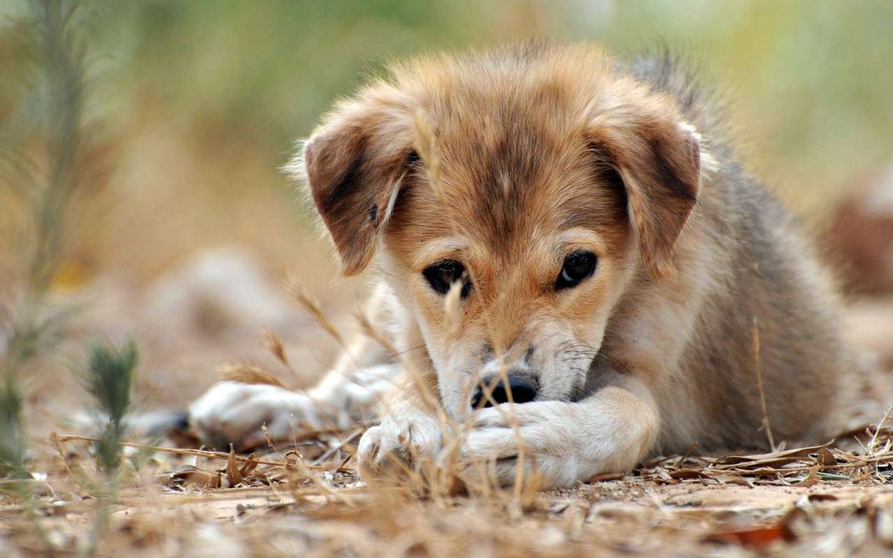 Hund Digga беше добър онлайн пъзел